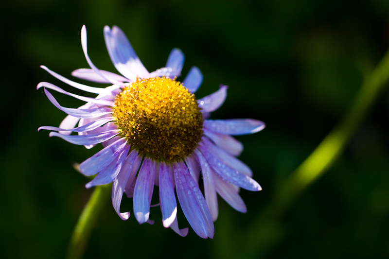 Alpine Aster